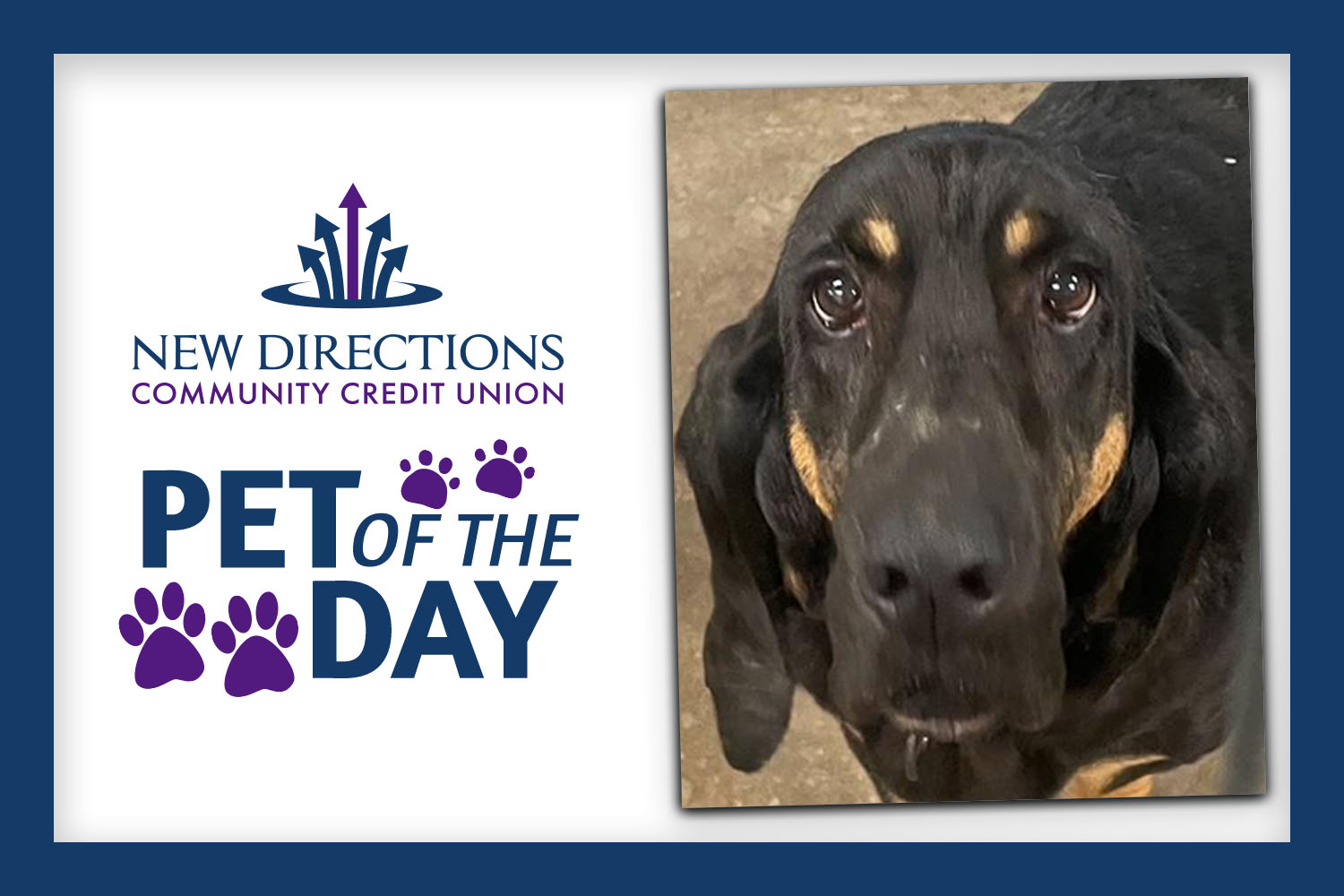 New Directions Adoptable Furry Friend of the Day: Colt