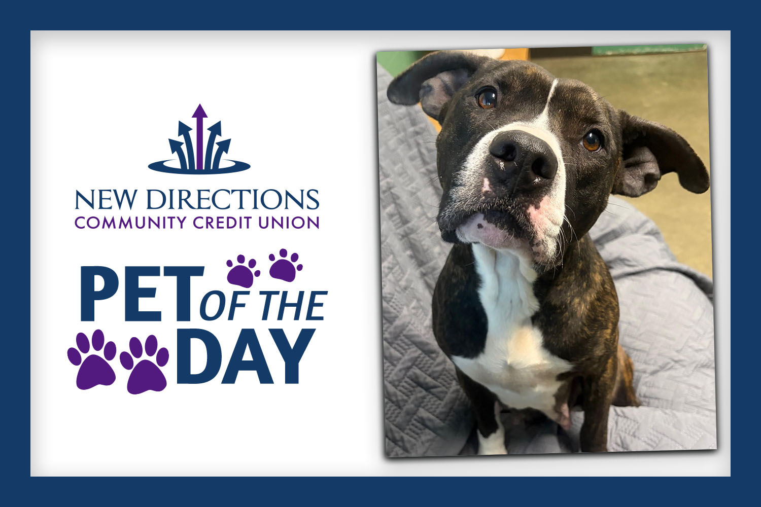 New Directions Adoptable Furry Friend of the Day: Martha