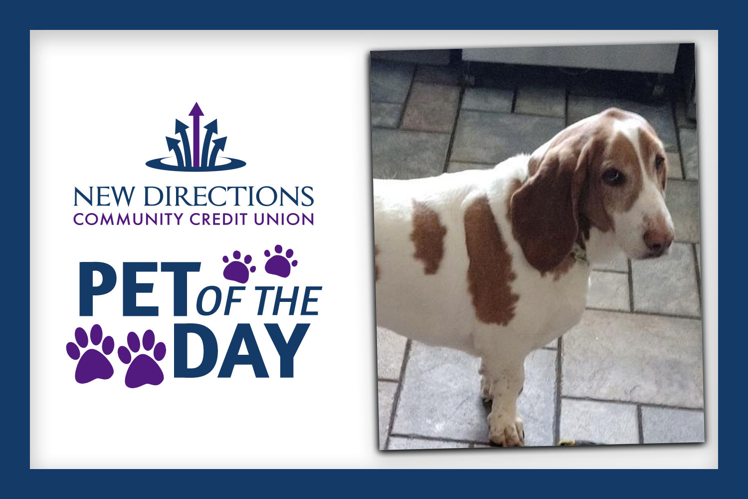 New Directions Adoptable Furry Friend of the Day: Bacon